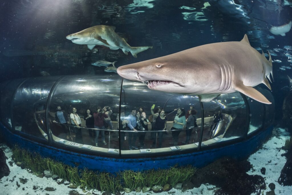 Personas viendo peces en el Aquarium de Barcelona